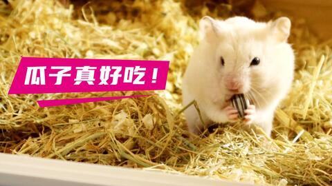 仓鼠吃瓜视频大全,笑料十足视频大全